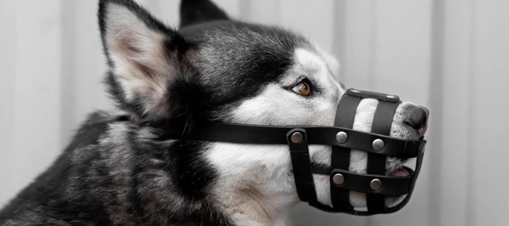 سول ذمہ داری انشورنس